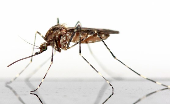 fachowe zwalczanie komarów